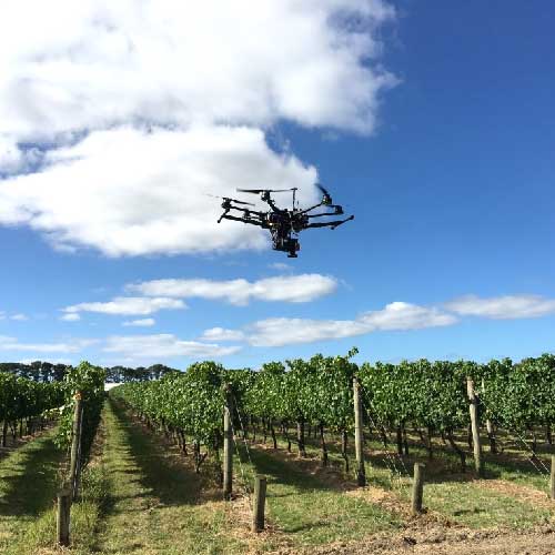 Обработка виноградников, садов и участков пестицидами дронами